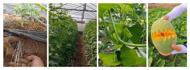 JINMAI-Black Soil Energy&reg; – Sandy Soil တွင် Hami Melon စိုက်ပျိုးခြင်းအတွက် အထူးပြုဖြေရှင်းချက်_05.jpg
